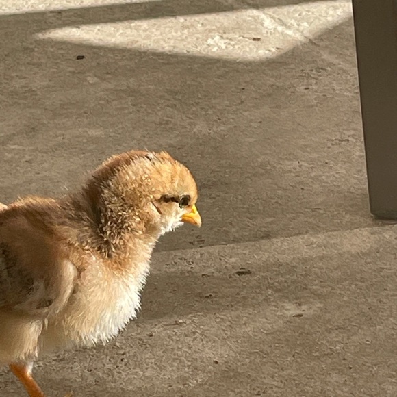 Meet your Posher, Maddie. Make an offer!! 💕😍😻 - Picture 7 of 7